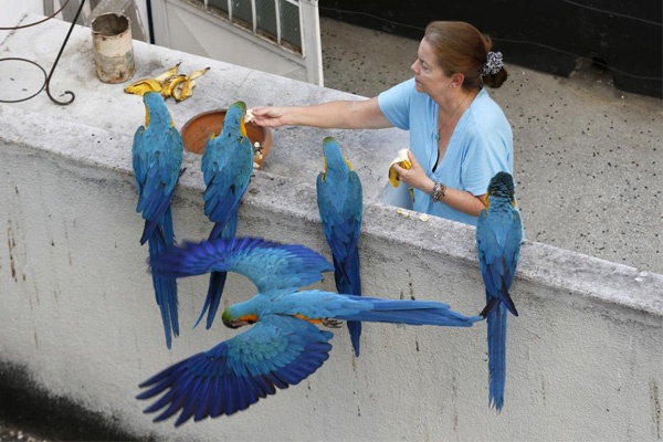 Melihat Keindahan Burung Makaw di Kota Caracas