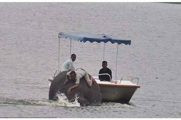 Seekor Gajah di India Hampir Tenggelam Saat Mandi di Danau