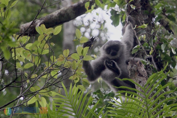 Owa Jawa Primata yang Setia dengan Pasangannya