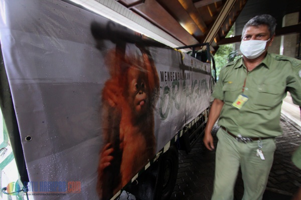 Orangutan Ilegal dari Thailand dan Kuwait Tiba di Jakarta