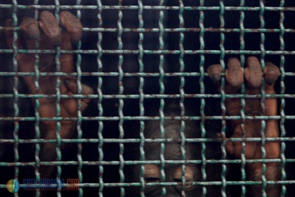 Orangutan Ilegal dari Thailand dan Kuwait Tiba di Jakarta