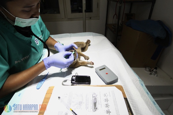 Upaya Penyelamatan Primata Kukang di Pusat Rehabilitasi YIARI