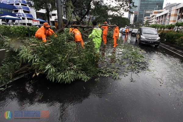 Akibat Hujan Deras, Pohon di Jalan Kuningan Tumbang