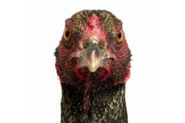 Pameran Foto: Berkata Lewat Mata Ayam