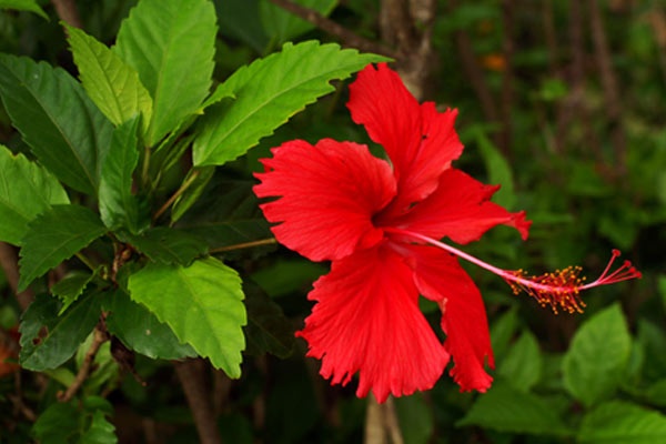 Satu Harapan Kembang Sepatu Si Ratu Bunga Tropis