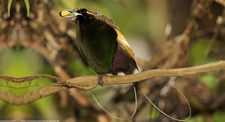 Cenderawasih Belah Rotan, Burung Dewata Asal Papua