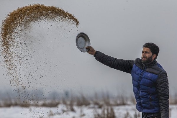 Khasmir, Petugas Beri Makan Burung Migrasi, Karena Cuaca Dingin 