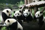 Panda Hadir Ramaikan Pesta Olahraga Universitas Sedunia