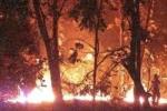 Taman Nasional Baluran Tutup Sementara Akibat Kebakaran Hutan