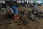 Dua Juta Lebih Sapi dan Kerbau di India Terjangkit Penyakit Kulit Kental