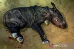 Seekor Badak Sumatera Lahir di Suaka Rhino Sumatera, Lampung