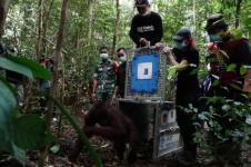 BKSDA Kalbar Lepasliarkan Lima Orangutan