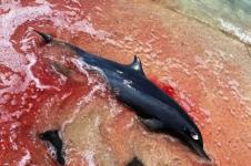 Seekor Lumba-lumba Mati di Perairan Lombok