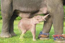 Gajah Langka Lahir di Myanmar