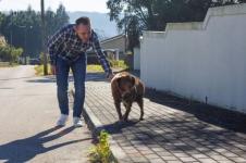 Bobi, Anjing Tertua di Dunia Usia 30 Tahun