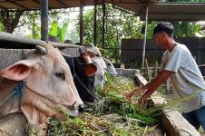 Tangerang Temukan 10 Hewan Ternak Terjangkit Benjolan Kulit
