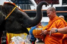 Thailand Hormati Gajah Sebagai Bagian Warisan Bangsa 