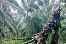 Tanaman Sawit Aceh Diserang Jamur Ganoderma