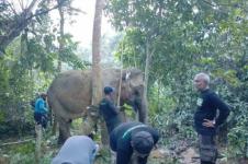 Gajah Sumatra Terluka di Aceh Timur
