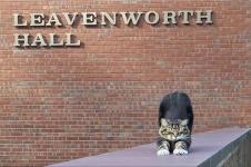 Max, Seekor Kucing, Dapat Gelar Doktor Bidang Sampah dari Vermont State University