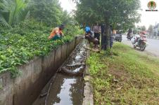 Seekor Buaya Muara Dievakuasi dari Drainase Jalan di Kalimantan Selatan