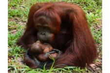 Mely, Bayi Orangutan Ke-100 Yang Lahir di SM Lamandau