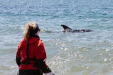 Tujuh Lumba-lumba Terdampar di Cape Cod, AS, Diselamatkan 