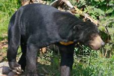KLHK Lepasliarkan Beruang Madu di Kabupaten Kubu Raya, Kalimantan Barat