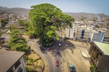 Pohon Kapas Berusia 400 Tahun Simbol Kemerdekaan Sierra Leon Tumbang
