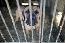 Korea Selatan Berencana Terbitkan UU Larang Konsumsi Daging Anjing