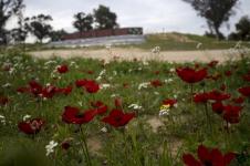 Ditengah Perang di Gaza, Bunga Anemon Liar Mekar di Israel Selatan 