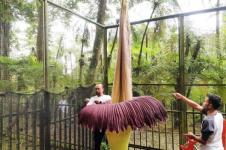 Bunga Bangkai Setinggi 3,4 Meter Mekar di Kebun Raya Cibodas