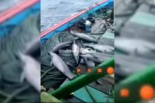 Warganet Kecam Hasil Tangkapan Tujuh Lumba-lumba di Pacitan