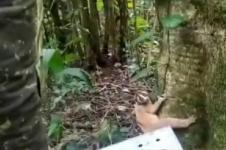 Kukang Jawa Kembali ke Kawasan Taman Nasional