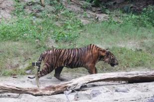 BKSDA Aceh Lepasliarkan Harimau ke TN Gunung Leuser