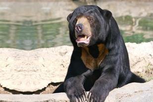 Beruang Madu, Beruang Terkecil di Dunia