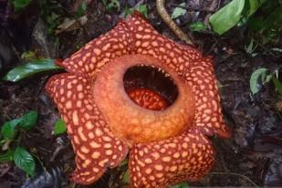 Rafflesia Arnoldi Mekar di Saniangbaka Solok