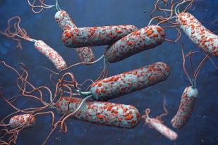 Afrika Selatan Laporkan Dua Kasus Impor Kolera