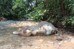 Aceh Barat Selidiki Penyebab Kematian Gajah