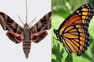 Kupu-kupu, Serangga dengan Sisik Indah