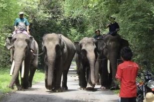KLHK Investigasi Kasus kematian Gajah Sumatra Riau