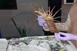 Karantina Kalsel Periksa Ratusan Lobster Tujuan Jakarta