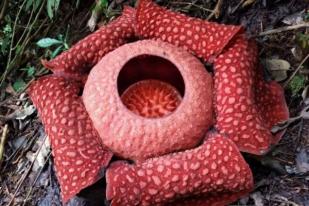 Tiga Bunga Rafflesia Mekar di Agam