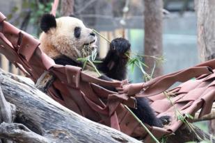 Pasangan Panda China Menuju Spanyol
