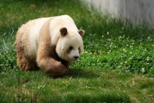 Penampakan Panda Raksasa Cokelat Langka di China