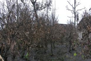 260.000 Pohon Buah di Malang Rusak Akibat Erupsi Kelud