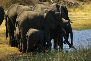 Peneliti: Gajah Bisa Membedakan Bahasa Manusia