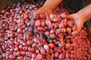 DPR: Impor Bawang Merah Rugikan Petani
