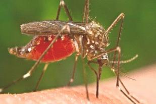 Nyamuk Dengan Parasit Malaria Lebih Tertarik Bau Manusia