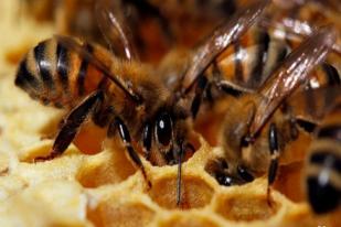 Uni Eropa Akan  Batasi Penggunaan Pestisida Yang Berbahaya bagi Lebah